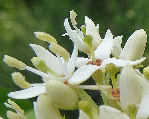 Cornus amomum - Silky Dogwood - Flowers