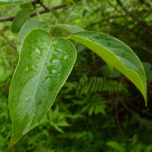 Cornus amomum - Silky Dogwood leaves