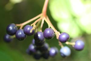 Cornus amomum - Silky Dogwood - Blue Fruit