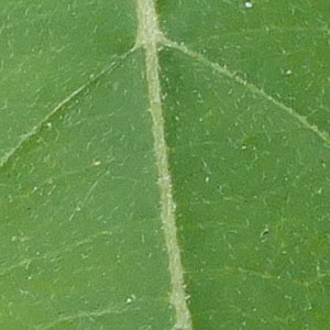 Cornus amomum - Silky Dogwood leaf top surface