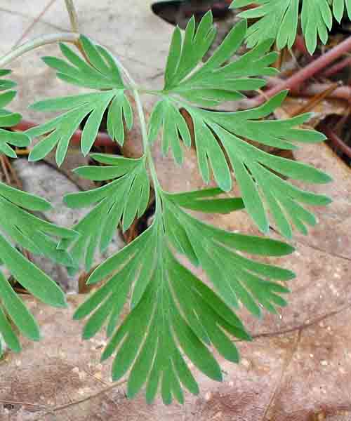 Dicentra cucullaria - Dutchman's Breeches  - leaves