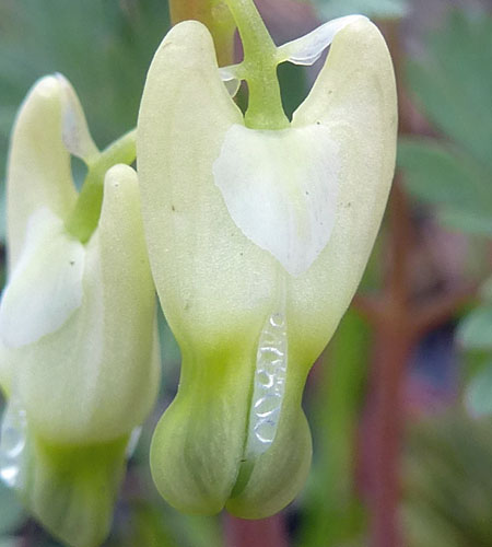 Dicentra cucullaria - Dutchman's Breeches  - immature flower  