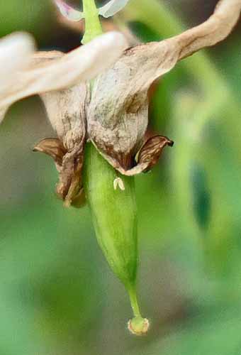 Dicentra cucullaria - Dutchman's Breeches  - flower, fruit formation, pistil