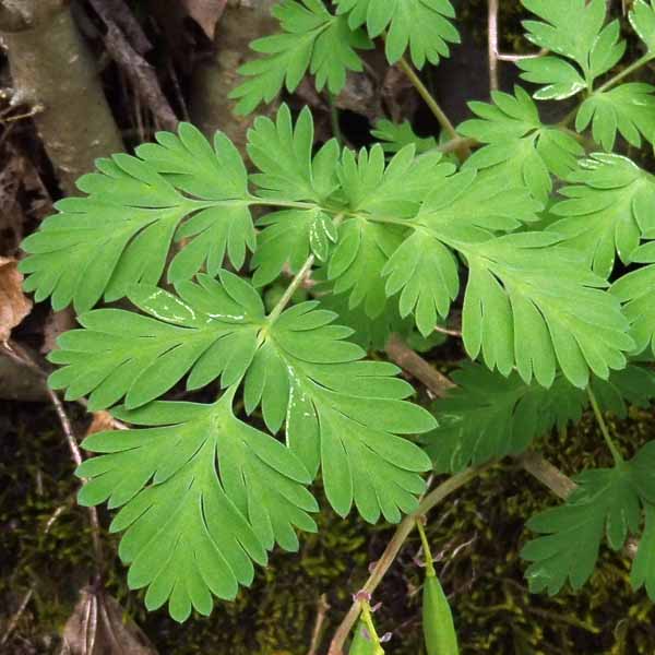 Dicentra cucullaria - Dutchman's Breeches  - leaves