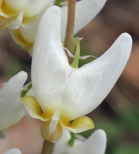 Dicentra cucullaria - Dutchman's Breeches  - flower