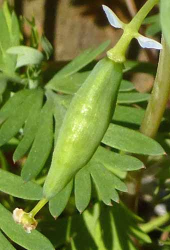 Dicentra cucullaria - Dutchman's Breeches  - flower, fruit formation, pistil