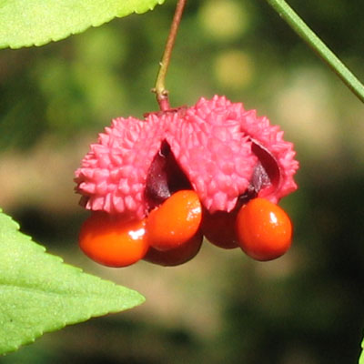 Euonymus americanus (Strawberry bush)