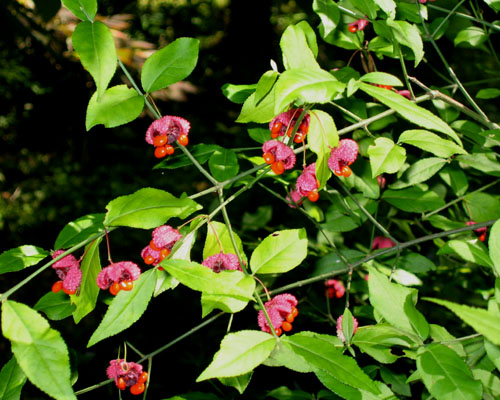 Euonymus americanus (Strawberry bush)