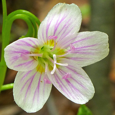Claytonia virginica - Spring Beauty - Flowers, female phase, protandry