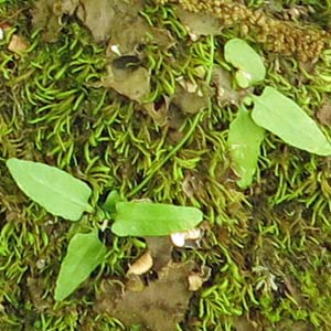 Asplenium rhizophyllum - Walking Fern - Young shoots