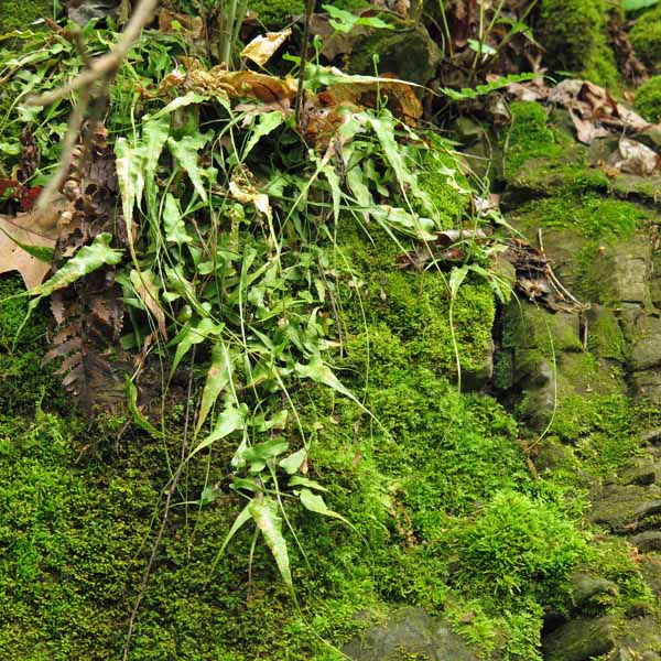 Asplenium rhizophyllum - Walking Fern -  on shaded rocky moist ledges