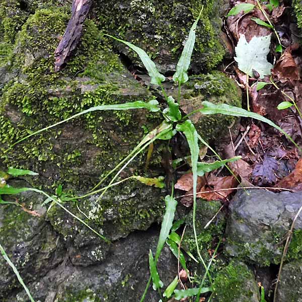 Asplenium rhizophyllum - Walking Fern - on mossy rocks
