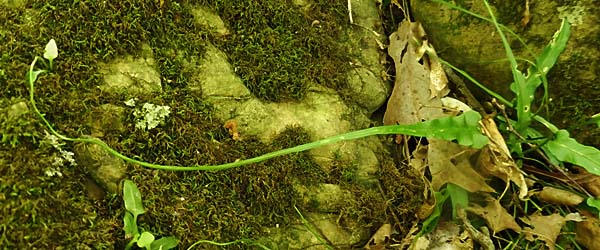 Asplenium rhizophyllum - Walking Fern - Frond tip touches ground develops shoots 