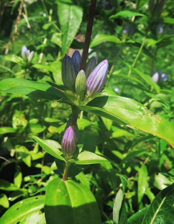 Gentiana andrewsii - Bottle gentian  - inflorescence, axil flowers