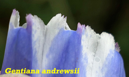Gentiana andrewsii - Bottle gentian  - flower  lobes, plaits, pleats, appendages
