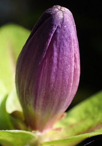 Gentiana clausa - Closed gentian  - flower close-up