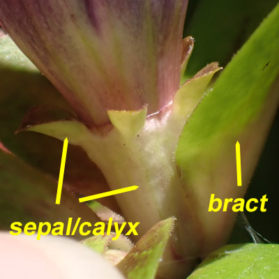 Gentiana clausa - Closed gentian  - flower sepal/calyx bracts