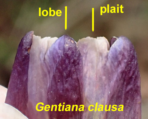 Gentiana clausa - Closed gentian  - flower lobes, plaits, pleats, appendages