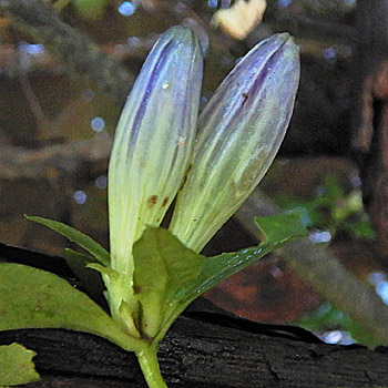 Gentiana clausa - Closed gentian  - inflorescence