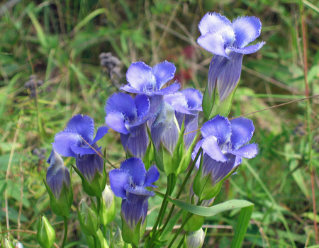 Gentianopsis crinita - greater fringed gentian - Flower, closeup, upper petals, style, anther