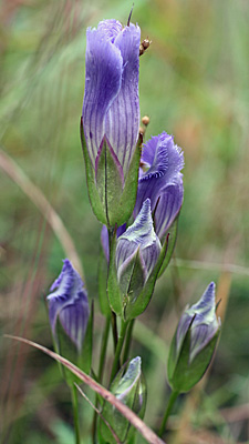 Gentianopsis crinita - greater fringed gentian - Flower, buds