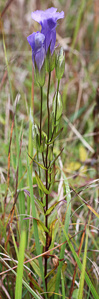Gentianopsis crinita - greater fringed gentian, narrow leaf, opposite, sessile 