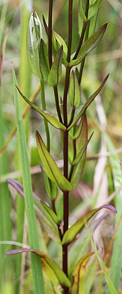 Gentianopsis crinita - greater fringed gentian, narrow leaf, opposite, sessile 