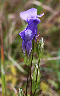 Gentianopsis crinita - greater fringed gentian - Flower, buds