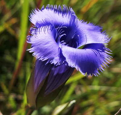 Gentianopsis crinita - greater fringed gentian - Flower, closeup, upper petals, style, anther