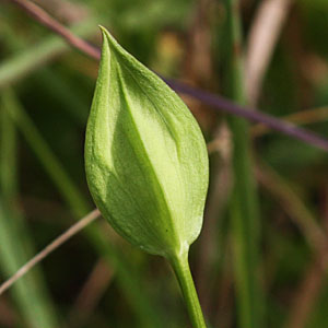 Gentianopsis crinita - greater fringed gentian - Flower, buds