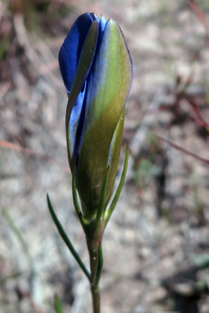 Gentiana autumnalis - pinebarren gentian  - flower bud