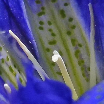 Gentiana autumnalis - pinebarren gentian  - flower transition phase, anthers depleted, stigma not receptive