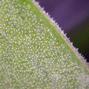 Gentiana saponaria - Soapwort gentian  - lower surface - ciliated leaf margins with magnification