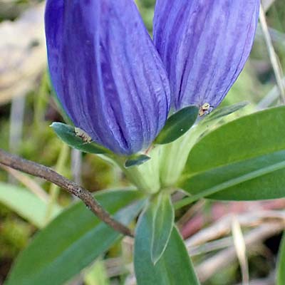 Gentiana saponaria - Soapwort gentian  - flower sepals calyx 