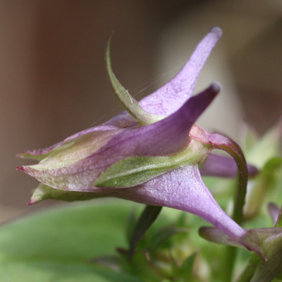 Halenia deflexa (Spurred Gentian)