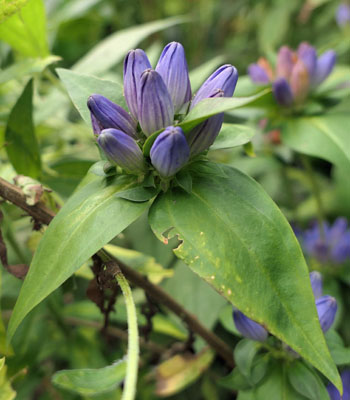 Gentiana clausa - Closed gentian  - inflorescence