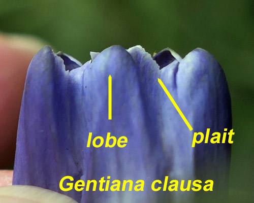 Gentiana clausa - Closed gentian  - flower  lobes, plaits, pleats, appendages