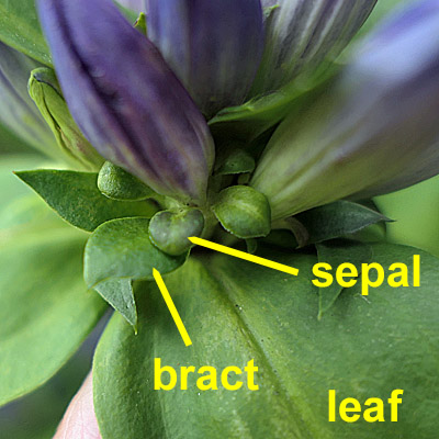 Gentiana clausa - Closed gentian  - flower sepal/calyx bracts