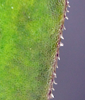 Gentiana clausa - Closed gentian  - ciliated leaf margins with magnification
