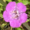 <i>Gerardia purpurea</i> ( Purple Gerardia )