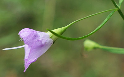 Agalinis tenuifolia - Slenderleaf false foxglove - Flower, side view, calyx, pedicel