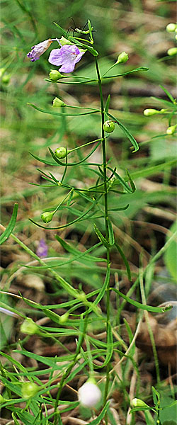 Agalinis tenuifolia - Slenderleaf false foxglove, plant, leaves 