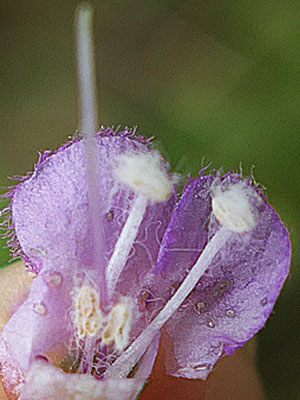 Agalinis tenuifolia - Slenderleaf false foxglove - Flower, closeup, 4 stamens, style
