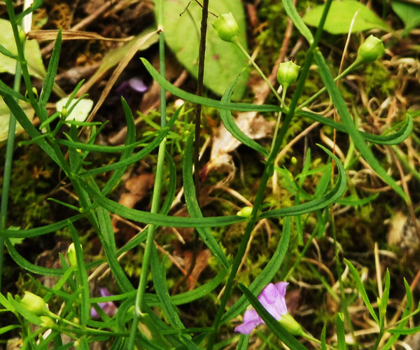 Agalinis tenuifolia - Slenderleaf false foxglove, plant, leaves 