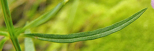 Agalinis tenuifolia - Slenderleaf false foxglove, narrow leaf, opposite, sessile 