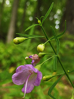 Agalinis tenuifolia - Slenderleaf false foxglove - Flower, buds