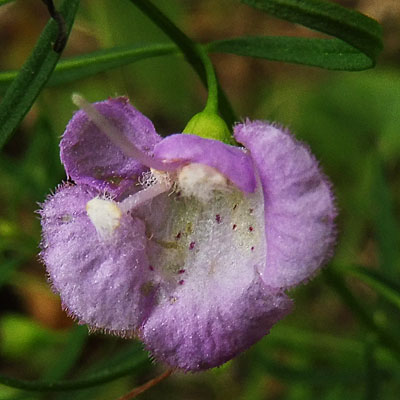 Agalinis tenuifolia - Slenderleaf false foxglove - Flower, closeup, upper petals, style, anther