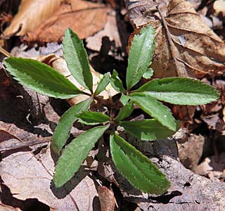 panax trifolius - dwarf ginseng - whorl  of 3 leaves each with 3-5 leaflets