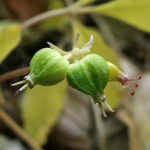 panax trifolius - dwarf ginseng - Fruit