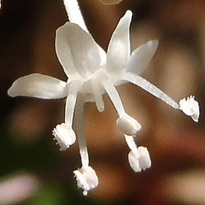 panax trifolius - dwarf ginseng - Male Flower - 5 stamens and non-fertile single stigma